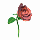 rose.gif