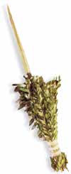 Lulav Order